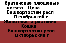 британские плюшевые котята › Цена ­ 2 500 - Башкортостан респ., Октябрьский г. Животные и растения » Кошки   . Башкортостан респ.,Октябрьский г.